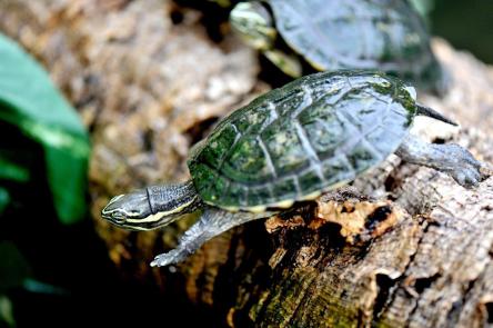 Domenica 9 giugno giornata di sensibilizzazione sulle specie minacciate del Vietnam