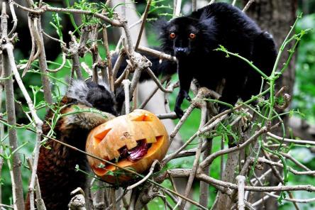 HALLOWEEN: INCONTRI DI NATURA  AL BIOPARCO