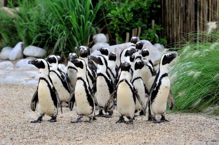 Domenica 2 marzo Carnevale sostenibile Bioparco di Roma