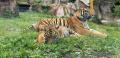 Domenica 28 luglio al Bioparco giornata dedicata alla Tigre